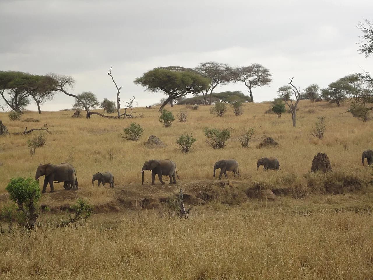 Elephants in Akagera National Park