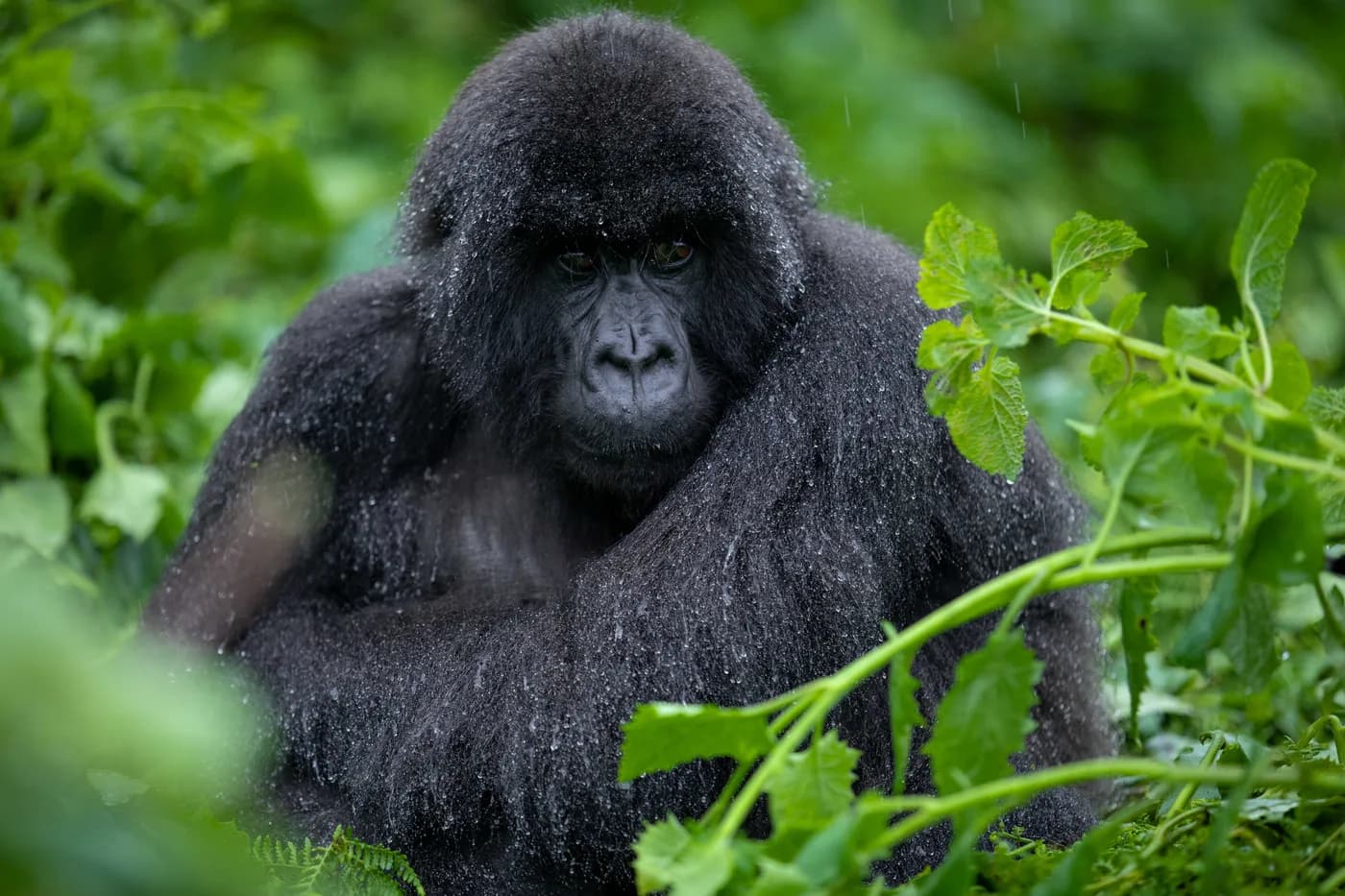 Mountain gorilla in vegetation in Volcanoes National Park