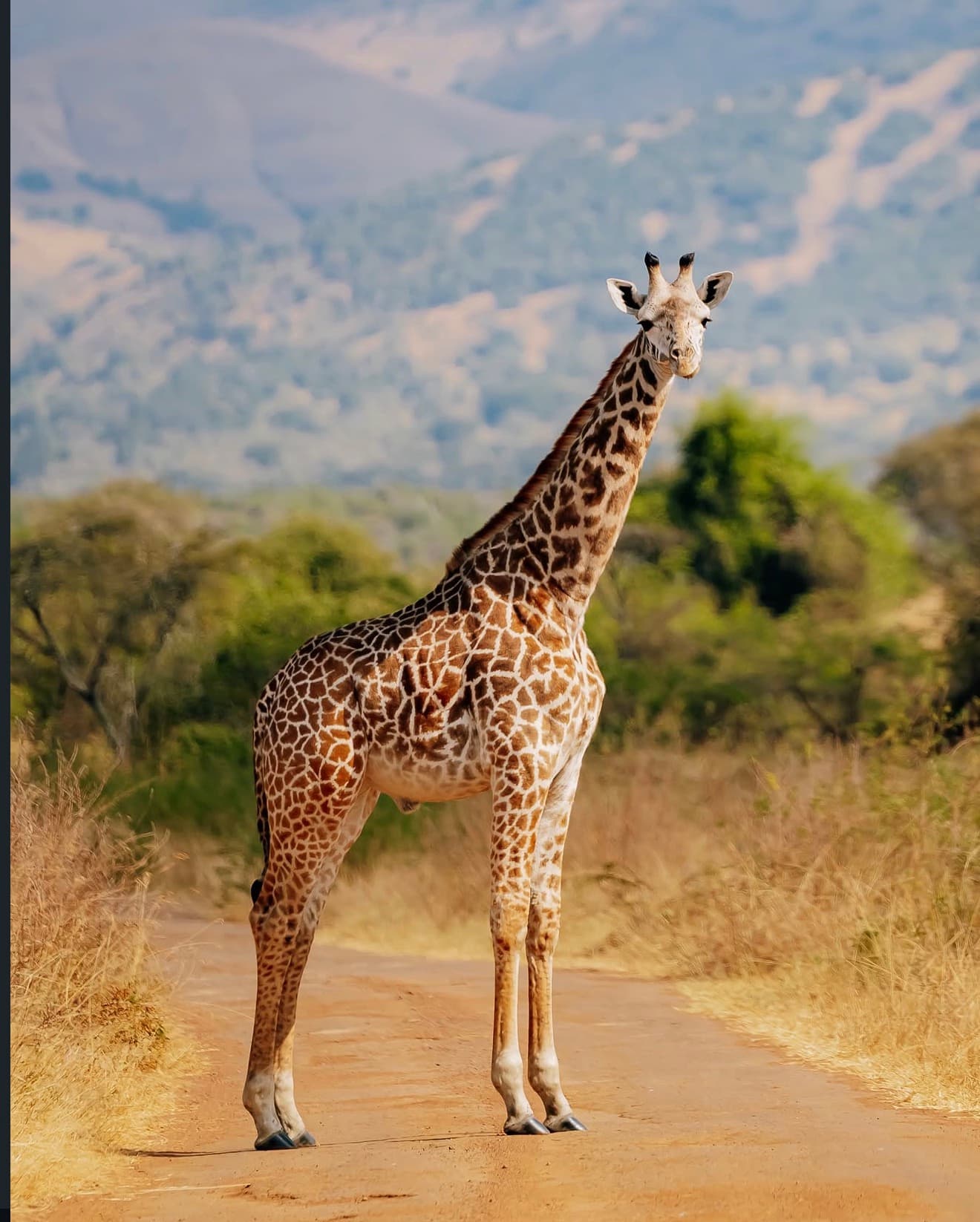 A giraffe standing on a dirt track against a hillside