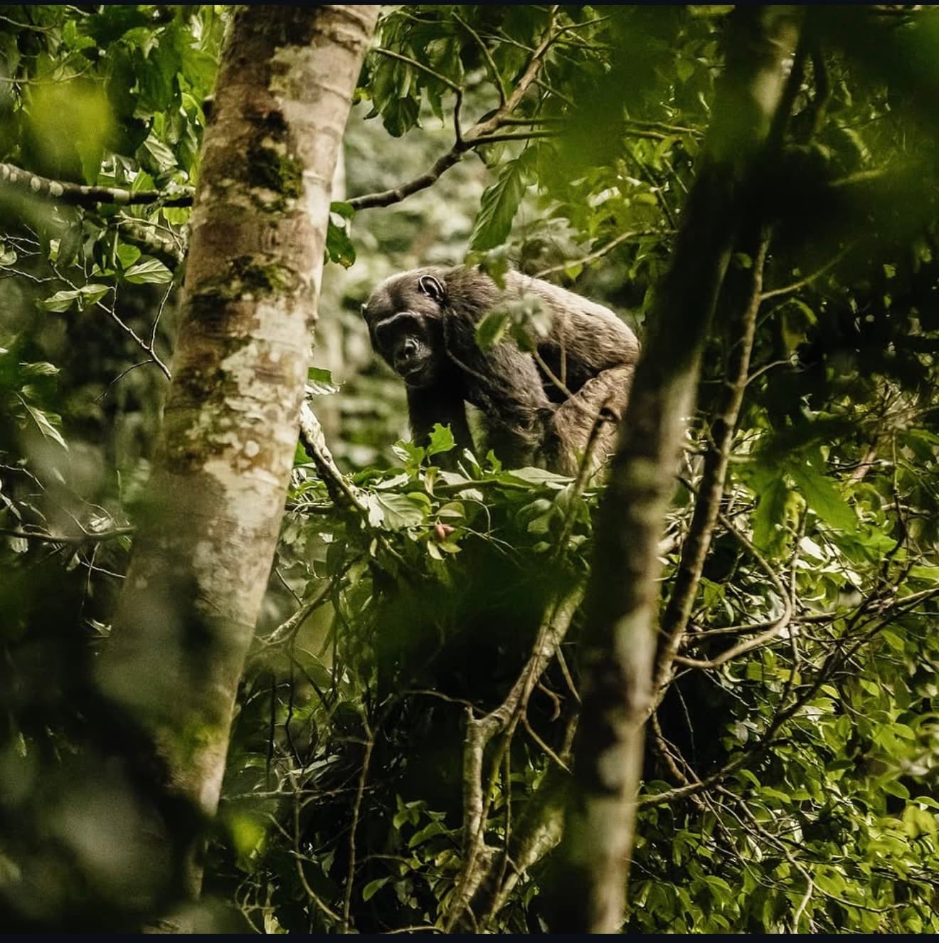 A chimpanzee among dense green forest branches