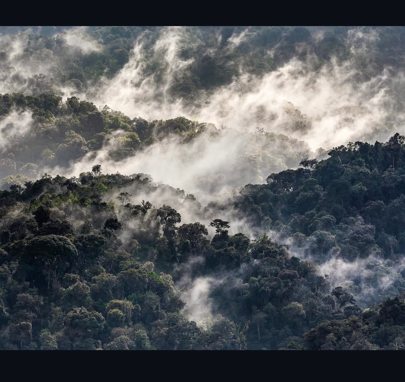 Mist drifting above a dense forest canopy