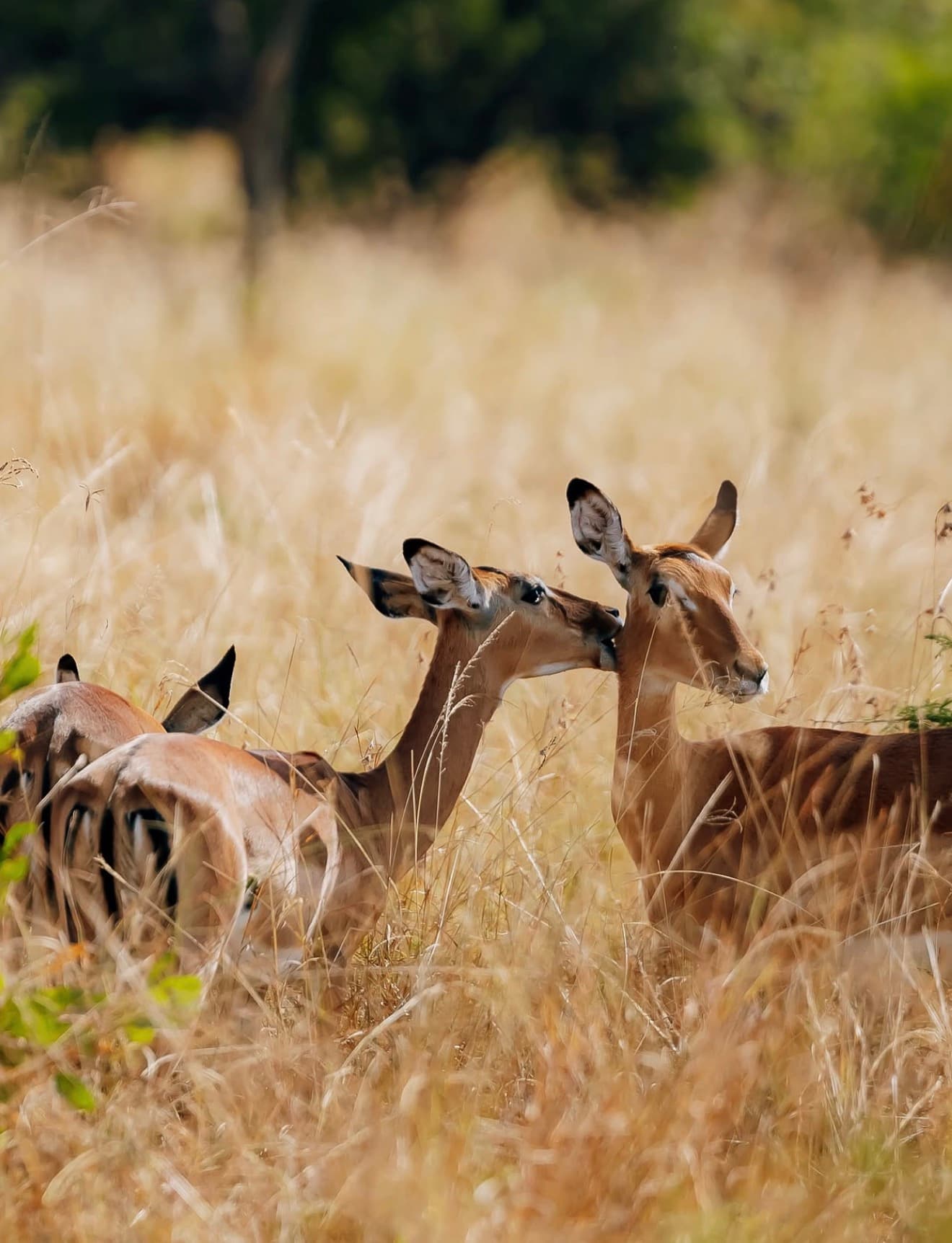 Antelopes resting together in golden grass