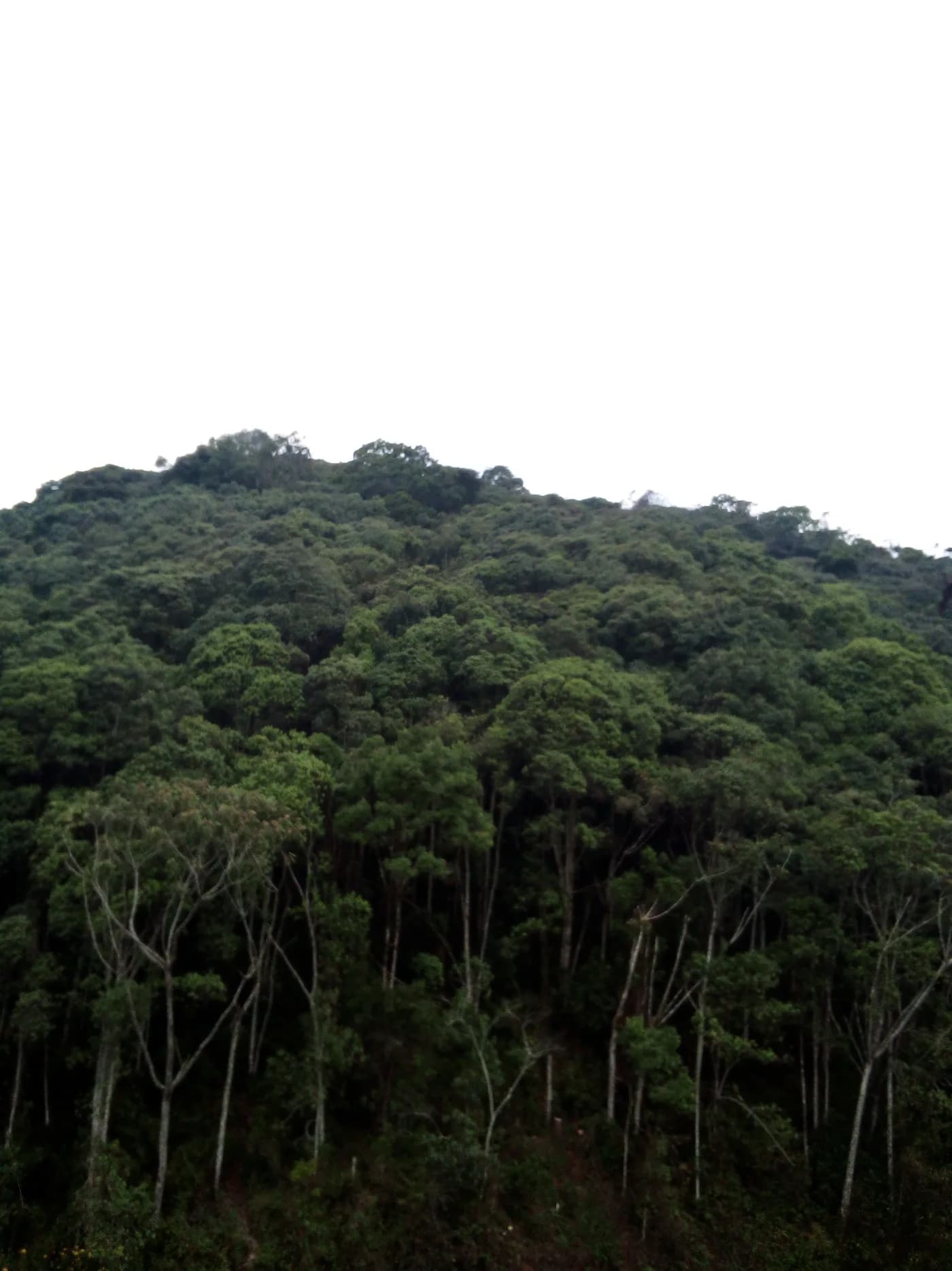 Forest canopy in Nyungwe National Park