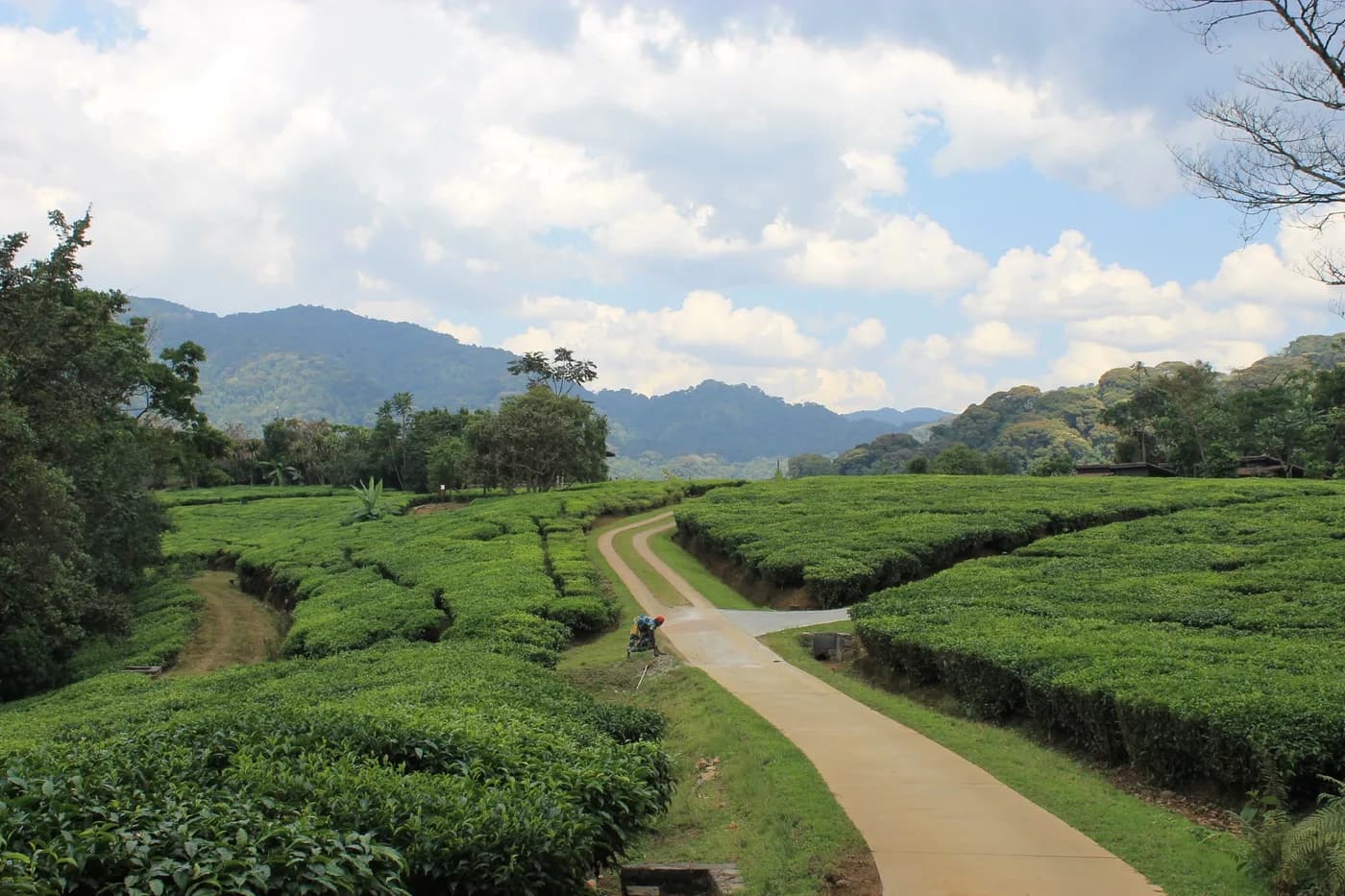 Green tea fields beside a road near Nyungwe