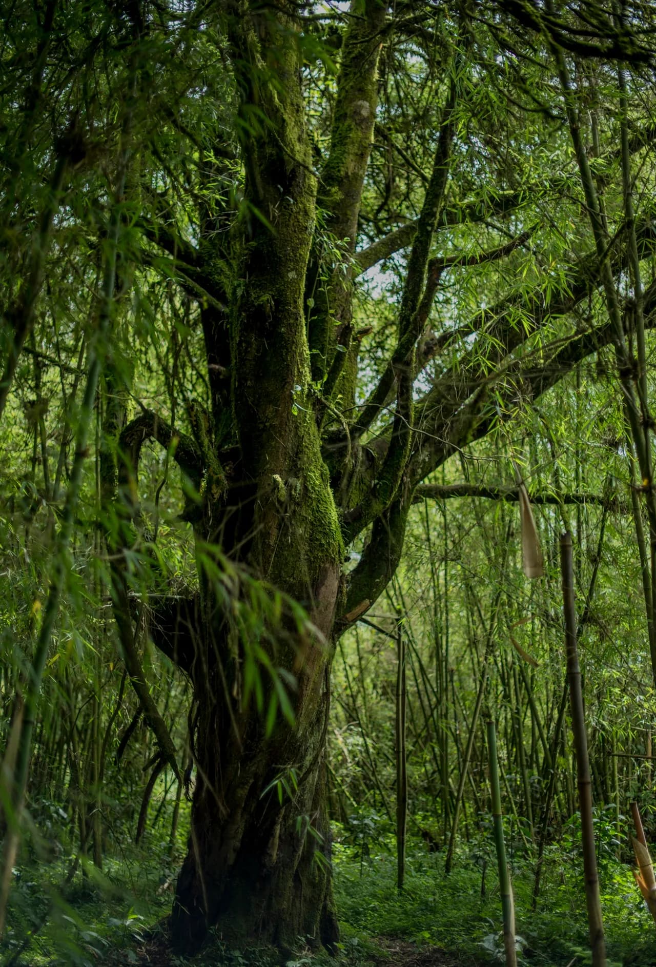 Dense forest in Volcanoes National Park