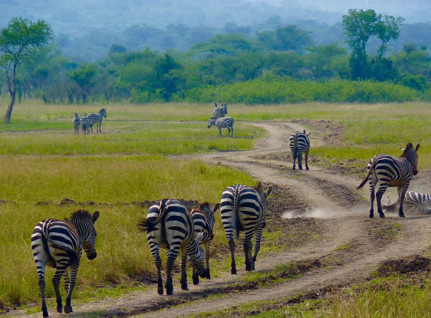 Zebras in Akagera National Park